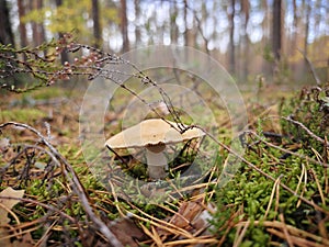 Close up of a mushroom in the forest.