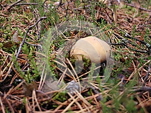 Close up of a mushroom in the forest.