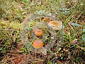 Close up of a mushroom in the forest.