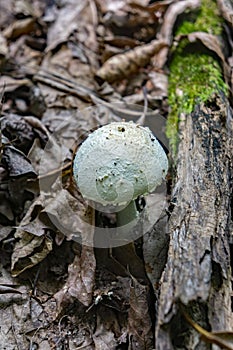 Close-up of a Mushroom on the Forest Floor