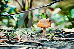 Close up of a mushroom on forest ground
