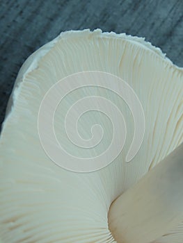 Close up of white mushroom gills. Abstract nature background, macro shot of mushroom gills