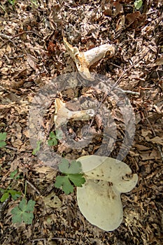 Close up of a mushroom on the ground in the middle of the forest