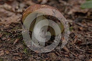Close up of a mushroom on the ground in the middle of the forest