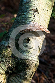 Close-up of a mushroom growing on a white birch tree trunk
