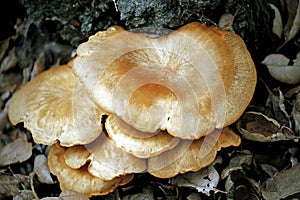 Close-up of mushroom growth on tree bark