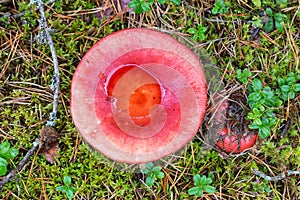 Close up of mushroom hat from above