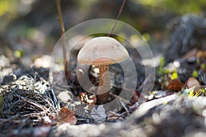 Close-up mushroom Leccinum scabrum grows in the forest. Little mushrooms, soft bokeh, green grass, leafs. Sunny summer day after r