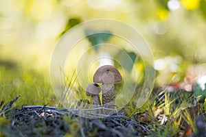 Close-up mushroom Leccinum scabrum grows in the forest. Little mushrooms, soft bokeh, green grass, leafs. Sunny summer day after r