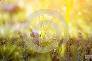 Close-up mushroom Leccinum scabrum grows in the forest. Little mushrooms, soft bokeh, green grass, leafs. Sunny summer day after r