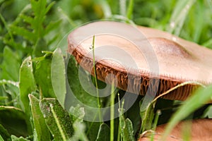 Close up of mushroom in the nature
