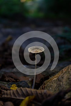 Close-up on a mushroom