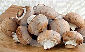 Close up of Mushrooms