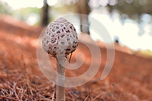 Close up on mushrooms
