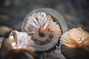 Close up of mushrooms