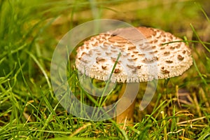 Close up of mushrooms in different colors against blurry background