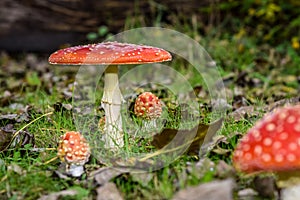 Close up of mushrooms in different colors against blurry background