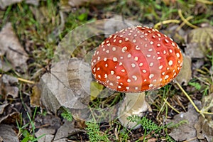 Close up of mushrooms in different colors against blurry background