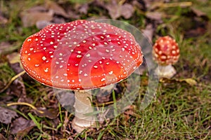 Close up of mushrooms in different colors against blurry background