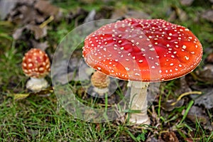 Close up of mushrooms in different colors against blurry background