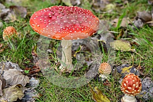 Close up of mushrooms in different colors against blurry background