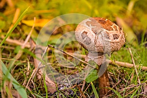 Close up of mushrooms in different colors against blurry background