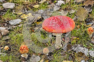 Close up of mushrooms in different colors against blurry background