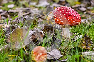 Close up of mushrooms in different colors against blurry background