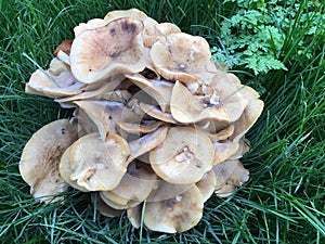 Close-up of mushrooms in the grass