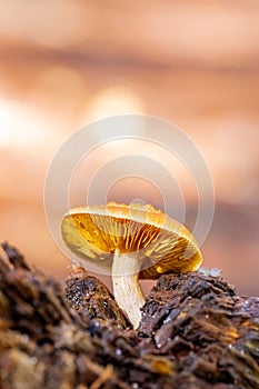 Close-up Mushrooms in a Pine Forest Plantation in Tokai Forest Cape Town photo