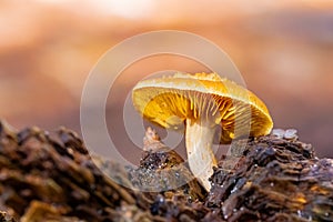 Close-up Mushrooms in a Pine Forest Plantation in Tokai Forest Cape Town photo