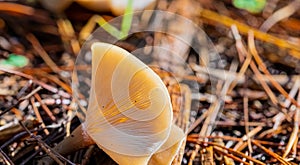 Close-up Mushrooms in a Pine Forest Plantation in Tokai Forest Cape Town photo