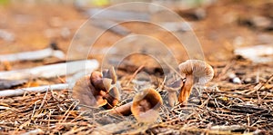 Close-up Mushrooms in a Pine Forest Plantation in Tokai Forest Cape Town