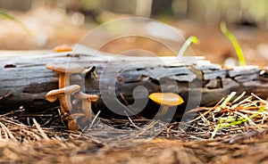 Close-up Mushrooms in a Pine Forest Plantation in Tokai Forest Cape Town