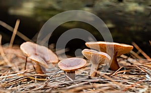 Close-up Mushrooms in a Pine Forest Plantation in Tokai Forest Cape Town