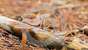 Close-up Mushrooms in a Pine Forest Plantation in Tokai Forest Cape Town