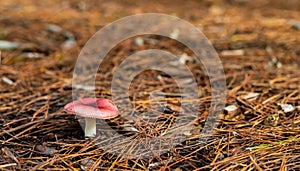 Close-up Mushrooms in a Pine Forest Plantation in Tokai Forest Cape Town