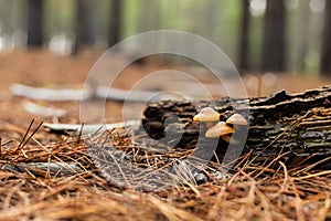 Close-up Mushrooms in a Pine Forest Plantation in Tokai Forest Cape Town