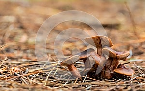 Close-up Mushrooms in a Pine Forest Plantation in Tokai Forest Cape Town