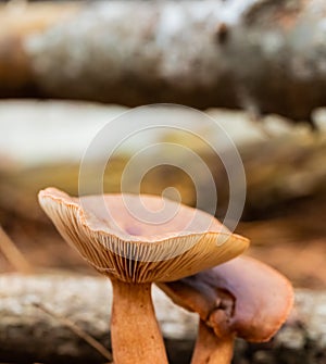 Close-up Mushrooms in a Pine Forest Plantation in Tokai Forest Cape Town