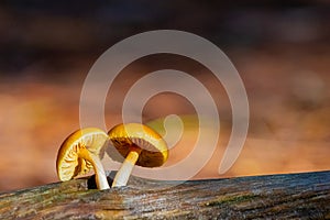 Close-up Mushrooms in a Pine Forest Plantation in Tokai Forest Cape Town