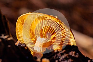 Close-up Mushrooms in a Pine Forest Plantation in Tokai Forest Cape Town