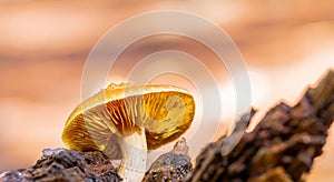 Close-up Mushrooms in a Pine Forest Plantation in Tokai Forest Cape Town