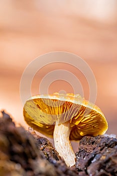 Close-up Mushrooms in a Pine Forest Plantation in Tokai Forest Cape Town