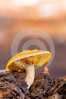 Close-up Mushrooms in a Pine Forest Plantation in Tokai Forest Cape Town