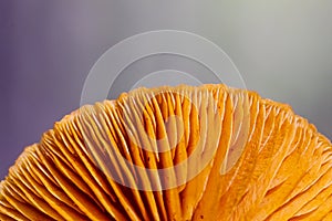 Close-up Mushrooms in a Pine Forest Plantation in Tokai Forest Cape Town