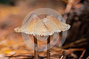 Close-up Mushrooms in a Pine Forest Plantation in Tokai Forest Cape Town