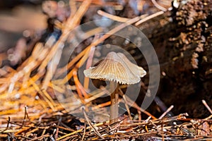 Close-up Mushrooms in a Pine Forest Plantation in Tokai Forest Cape Town