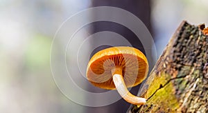 Close-up Mushrooms in a Pine Forest Plantation in Tokai Forest Cape Town