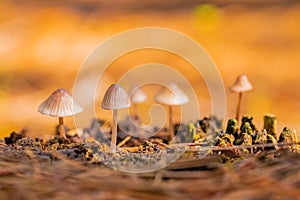 Close-up Mushrooms in a Pine Forest Plantation in Tokai Forest Cape Town